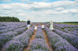 Happy family of four walk on purple lavender flower meadow field background. Back view