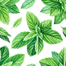 Seamless Patterns. Peppermint Leaves And Branches, Watercolor Painting, On Isolated Background