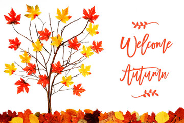 Wall Mural - branches building tree with bright colorful leaf decoration. red and yellow leaves on the ground. en