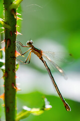 Dragonfly Insect Sitting on Plant Macro Portrait on Green Backgr