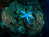 Fototapeta  - Beautiful blue starfish over the coral reef. Underwater photo. Philippines.