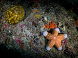 Fototapeta  - Colorful starfish over the coral reef. Underwater photo. Philippines.