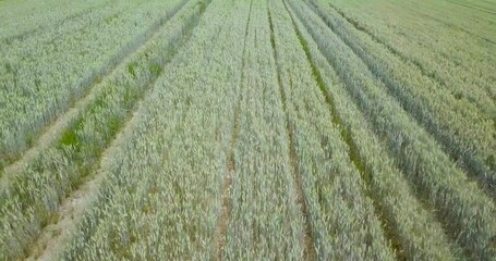 Sticker - Drone video of a wheat field