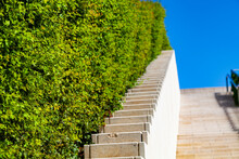 Green Bush And White Stairs Against The Sky.