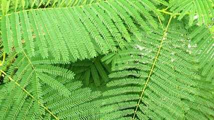 Wall Mural - Green leaves make you feel fresh.