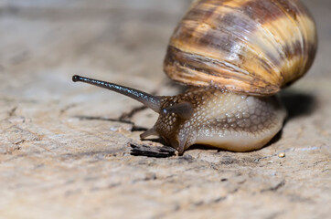 Snail on the stump