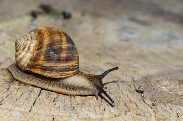 Snail on the stump