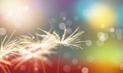 Wall Mural - abstract blurred nature background dandelion seeds parachute. abstract nature bokeh pattern