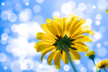 Wall Mural - rudbeckia flower on blue sky background