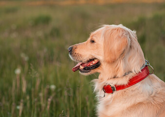 Wall Mural - Golden retriever dog with a curly woman walking outdoors on sunny day. Training the dog in the park. love and care for the pet.