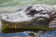 Duży krokodyl w zbliżeniu w wodzie i na piasku.