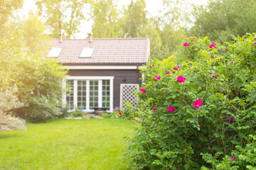 Cottage garden lawn with multicolored flowering bushes