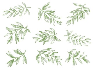Wall Mural - Olive branches. Green greek olives tree branch with leaves decorative hand drawn vector sketch illustration set. Engraved ripe green natural and organic plant twigs isolated on white