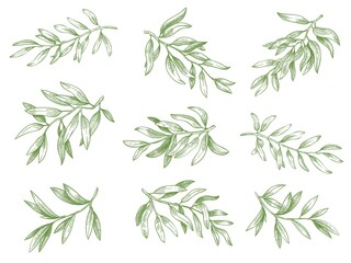 olive branches. green greek olives tree branch with leaves decorative hand drawn vector sketch illus