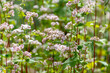 Botanical collection of edible plants and herbs, Buckwheat , Fagopyrum esculentum, or common buckwheat plant