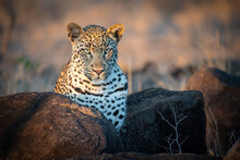 A Leopard, Panthera Pardus, Ears Forward