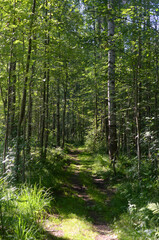 Sticker - Path in a pine forest at sunny summer day, Karelian isthmus, Russia.