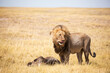 © Mint Images - Male lion and dead wildebeest, Kalahari Desert