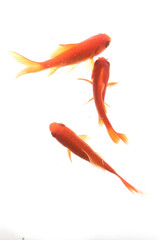 Wall Mural - goldfish on white background top view