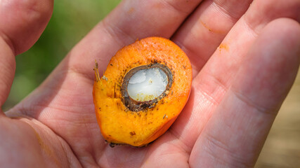 Half cut of oil palm seed.