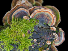 Natural Bracket Fungus Closeup