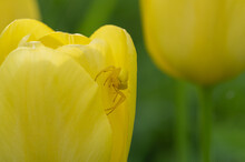 Yellow Goldenrod Crab Spider Hiding (camouflaged) Between Yellow Petals Of Tulip In Garden
