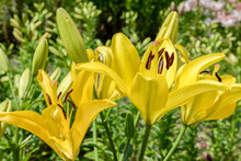 Yellow Lily Flowers In The Garden