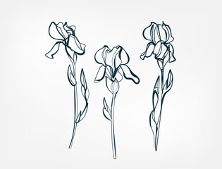 Wall Mural - flower iris line one art isolated vector illustration
