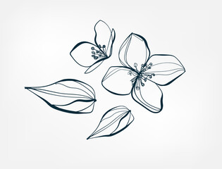 Wall Mural - flower jasmine line one art isolated vector illustration
