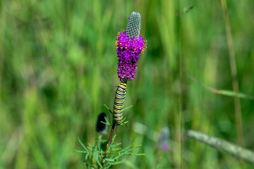 Canvas Print - The  caterpillar of the monarch butterfly