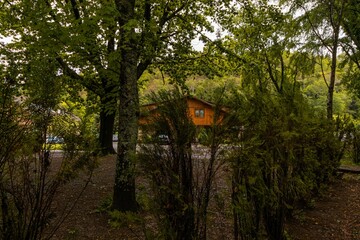 Sticker - Sunny scenery of some trees with a wooden house on the background