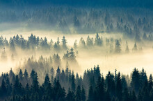 Misty Nature Background. Fog In The Mountain Valley. Landscape With Coniferous Forest View From The Top Of A Hill. Fantastic Glowing Scenery