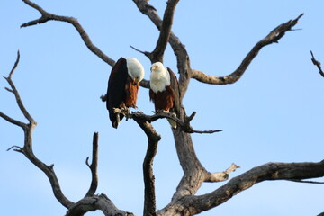 African Fish Eagles by the Chobe River in Botswana