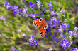 pole lawendy kwiat motyl kolorowy