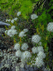 Wall Mural - Small white inflorescences of the wild rosemary shrub from the heather family, the genus rhododendron, growing in the northern tundra. Summer nature of the tundra. Unique polar flora.