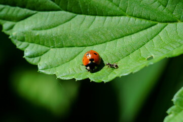 Poster - ladybird on leaf