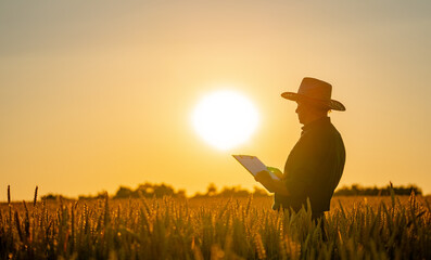 Amazing view with man who check natural organic harvest in the sunset light.