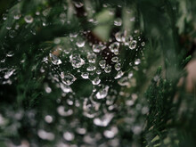 Water Drops On A Green Leaf