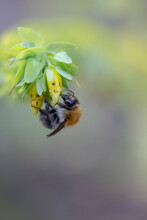 Wild Bee Hanging On Yellow Flower With Soft Yellow Green Background
