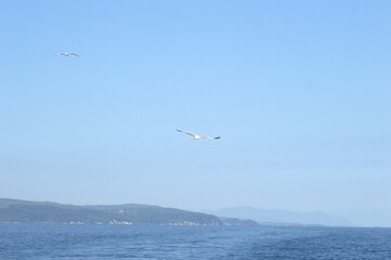 Wall Mural - Evia island, Greece - June 28. 2020: Sea gull in a natural environment 