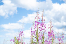 Beautiful Violet Pink Blossoming Fireweed Flowers Under Bright Blue Sky During Summer Day