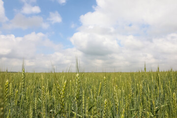 Agricultural field with ripening cereal crop under cloudy sky