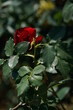 Dark Red Flower of Rose 'Kardinal' in Full Bloom
