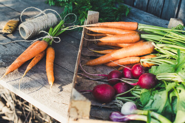 Concept for root vegetable, organic raw food