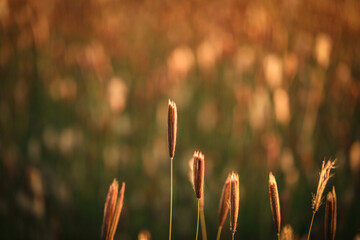 Wall Mural - Dry grass beside country road in Australian bush land with golden tones. Background nature image with copy space.