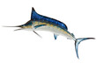 Mounted Blue Marlin isolated against a white background