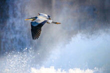 Blue Heron, Lake, Waterfall, Flight, Beauty, Water, Glide, Dam, Bird, Waterfowl, Nature, Flying, Wildlife