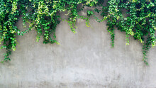 Green Ivy Leaves Over Cement Wall, Copy Space.