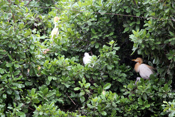 some white birds sitting on a big green tree