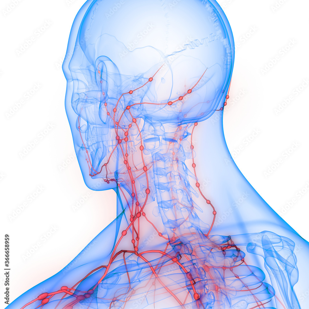 Human Internal system Lymph Nodes Anatomy Stock Illustration | Adobe Stock